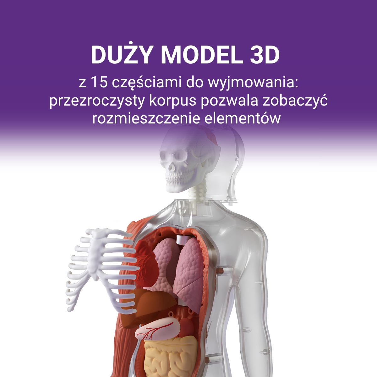 Ciało Człowieka. Interaktywny model 3D 6+, Science Can - obrazek 2